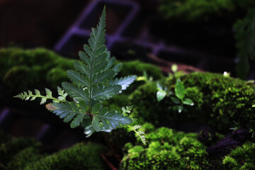 The small, single fern leaves sprouting from the lush moss in the forest and the light from the sun shining on the leaves and moss makes it look like the color of emerald.