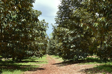 Durian Garden Planting Durian garden can be grown in suitable tropics.