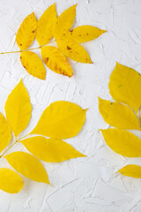 Fototapeta na wymiar Yellow autumn leaves on a white background
