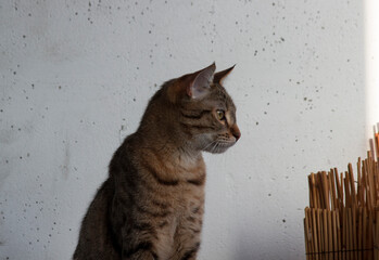 chat