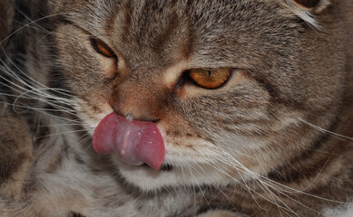 The tabby cat is washing. Home fuzzy.