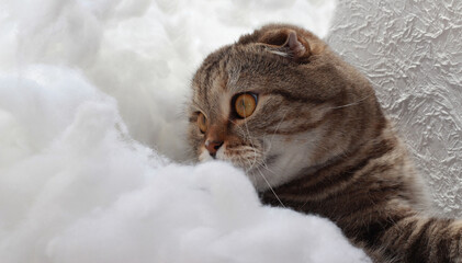 Cat on a white background. Lop-eared cat lies in cotton wool.