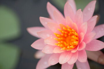 Obraz na płótnie Canvas Close-up top view horizontal pink orange lotus flower is blooming and outstanding in pond. 
