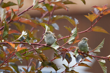 Haussperling auf einem Ast	
