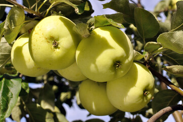 close-up of green organic apples on apple tree branch in sunny day