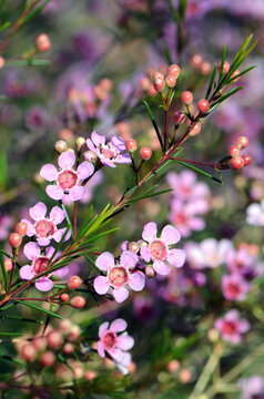 Pink flowers of an Australian native Geraldton Wax cultivar, CWA Pink, Chamelaucium uncinatum, family Myrtaceae, endemic to Western Australia. Winter and spring flowering.