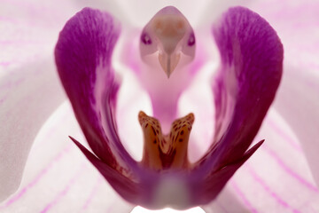 Frontal view of an orchid blossom. Colorful still life, vertical macro image of an isolated single...