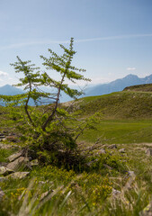Obraz premium Typical landscape of Austria, summer background. Background with fields, mountains and blue skies 