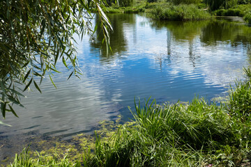 Obraz premium Beautiful landscape lake, plants, nature.
