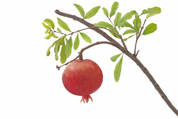 Pomegranate on branch isolated on white