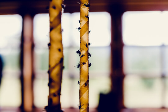 fly trapp in a cabin with dead flies