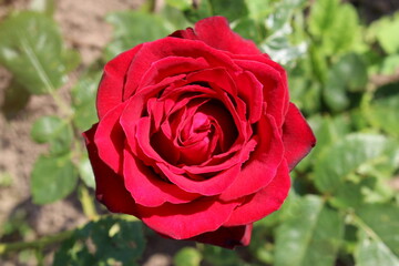 Red rose blooms outside under the bright sun