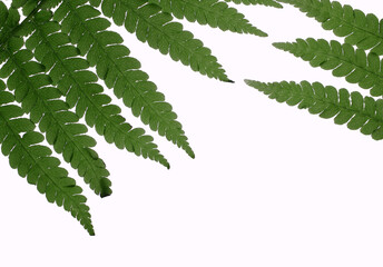 Fern on a white background, natural plants for beauty.