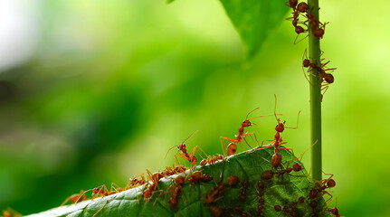 Good red ants are working between green leaves and food. Good teamwork.