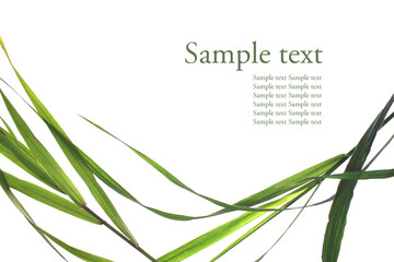 Poster with grass on isolated background for sample text. An article about natural cosmetics.