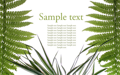 Poster with grass on isolated background for sample text. An article about natural cosmetics.
