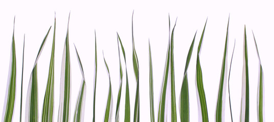 Green grass on white isolated background.