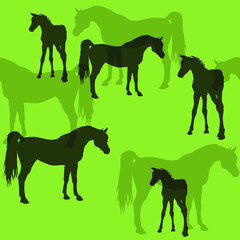 seamless background of figures of Arabian horses, a Mare with a foal and a stallion on a white background
