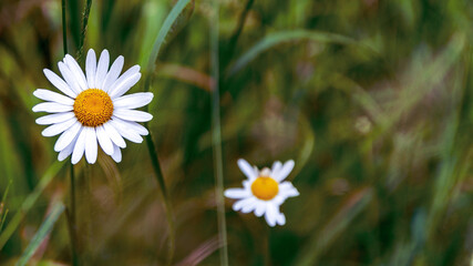 Daisies flowers on mountain path