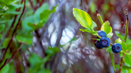 wildberries growing on the bush.