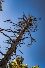 Dead tree overhang the path.