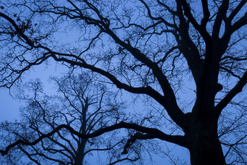 Silhouette of big leafless trees against blue hour dusk 