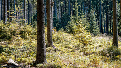 Mountain forest on sunny day