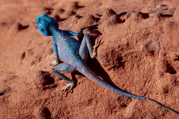 An isolated close up image of a  Blue Agama (Sinai Agama) lizard on the red sand stones of Wadi Rum, Jordan. This is a male in mating season which changes its color from brown to stunning blue.