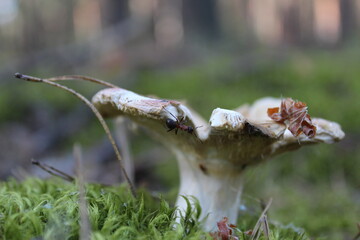 the brown cap of the mushroom is visible from the grass behind a stick a club mushrooms grow in the woods collecting mushrooms rest a mushroom of white color grows in the moss in the forest with a bro