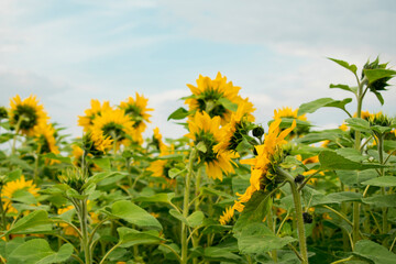 Sonnenblumen