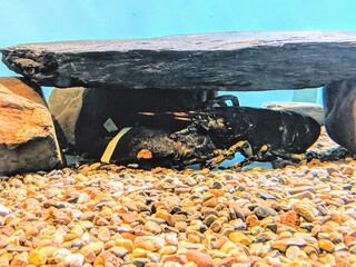 Live Lobster