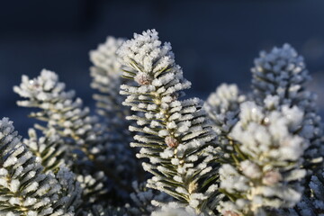 close up of pine cones
