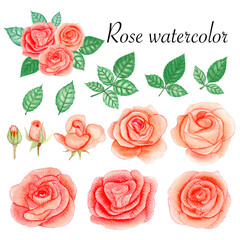 Set of rose watercolor elements. Flower, leaves, bud, botanic isolated on white background. Hand drawn vector illustration.