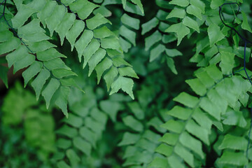 Green leaves pattern isolated on a black background