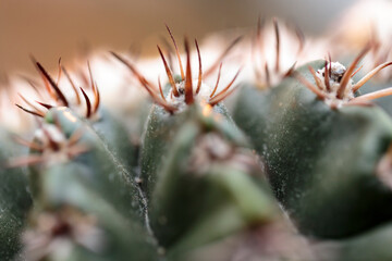 Horizontal macro detail of ribbed spiny Parodia erinacea cactus