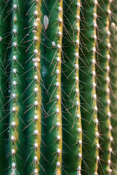 Neobuxbaumia polylopha, full-frame, vertical macro detail of the ribs and spines of a large columnar Mexican cactus.