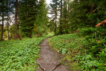 Fototapeta premium mountain forest path among cedars and firs. hiking mountain tourism. scandinavian walking in the forest in the mountains. camping