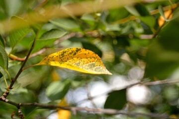 Yellow autumn leaf, autumn cherry.