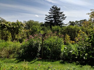 Green grass blue sky and trees