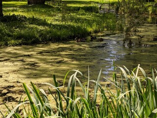 Pond in the park