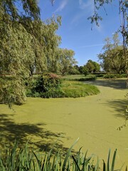 Pond in the park