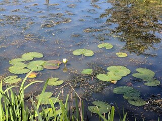 Pond in the park