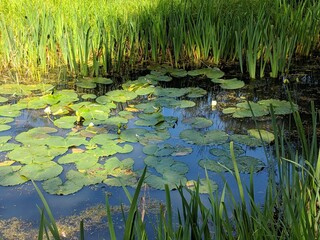 Pond in the park