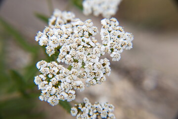 Cowslip flowers macro close up