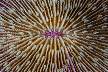 Detail of a mushroom coral, Fungia sp., growing on a coral reef in Indonesia. This type of coral does not fuse into the seafloor but lives solitary.