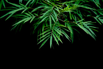 bamboo leaves in green color isolated with black background