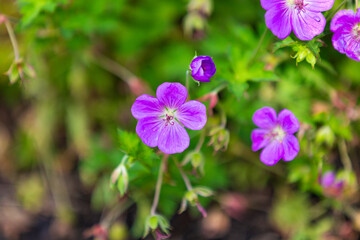 Purple Flowers in the Garden