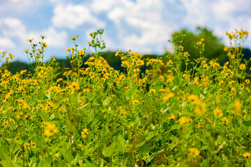 Field of Sunflowers