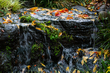 流れる小川と落葉した葉