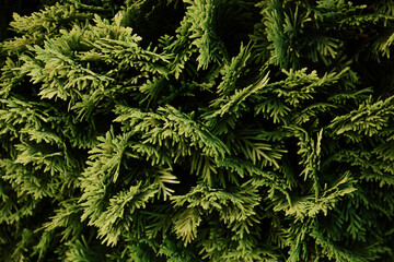 close up of fir needles. macro green coniferous plant on the dark background. graphic resource